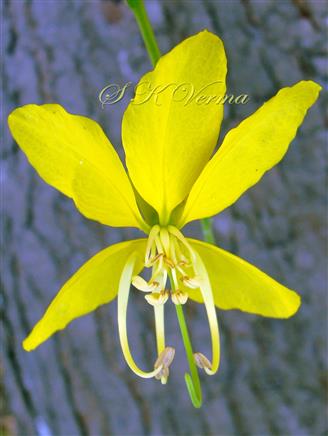  Flower
